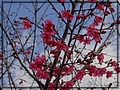 2012-02-06 14-31-02山櫻花.JPG